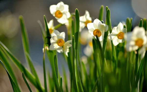 HD PC desktop wallpaper featuring vibrant white daffodils with yellow centers set against a softly blurred natural background.