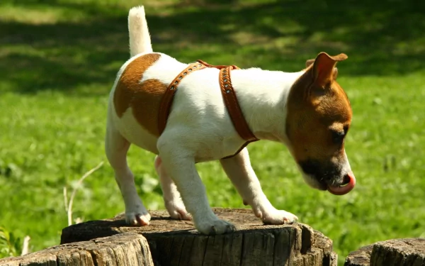 HD desktop wallpaper of a Jack Russell Terrier standing on a tree stump in a sunlit grassy area.