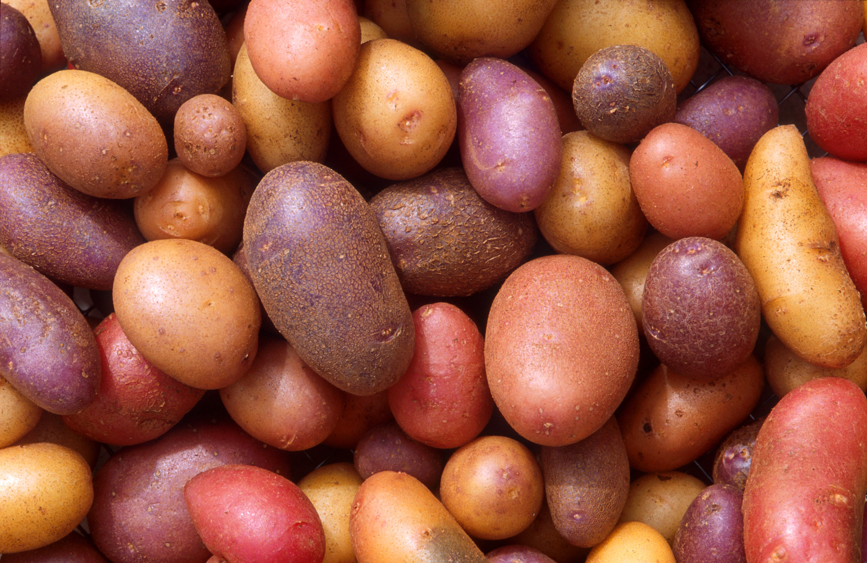 Download Food Potato HD Wallpaper