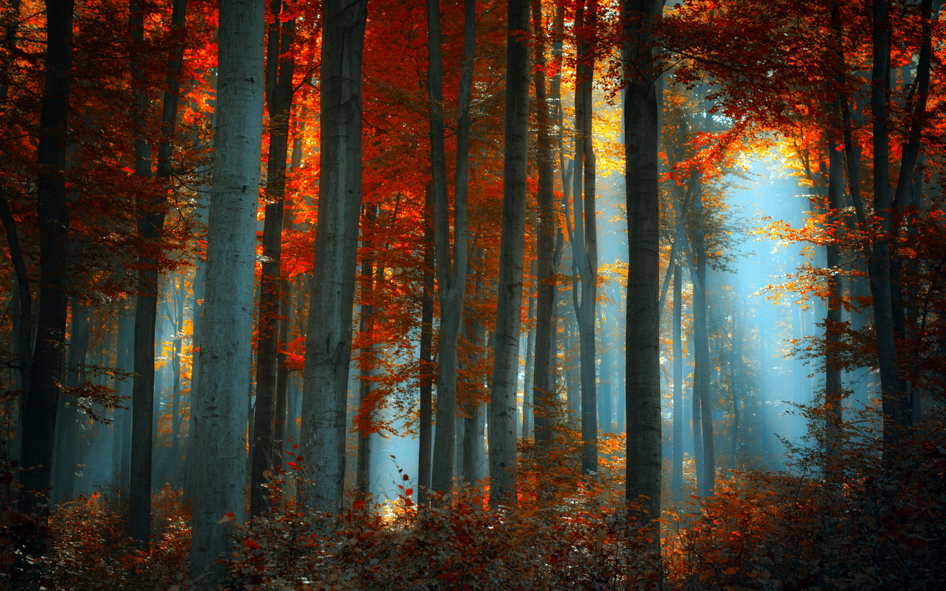 Forest Full HD Wallpaper and Background Image | 1920x1200 | ID:382777