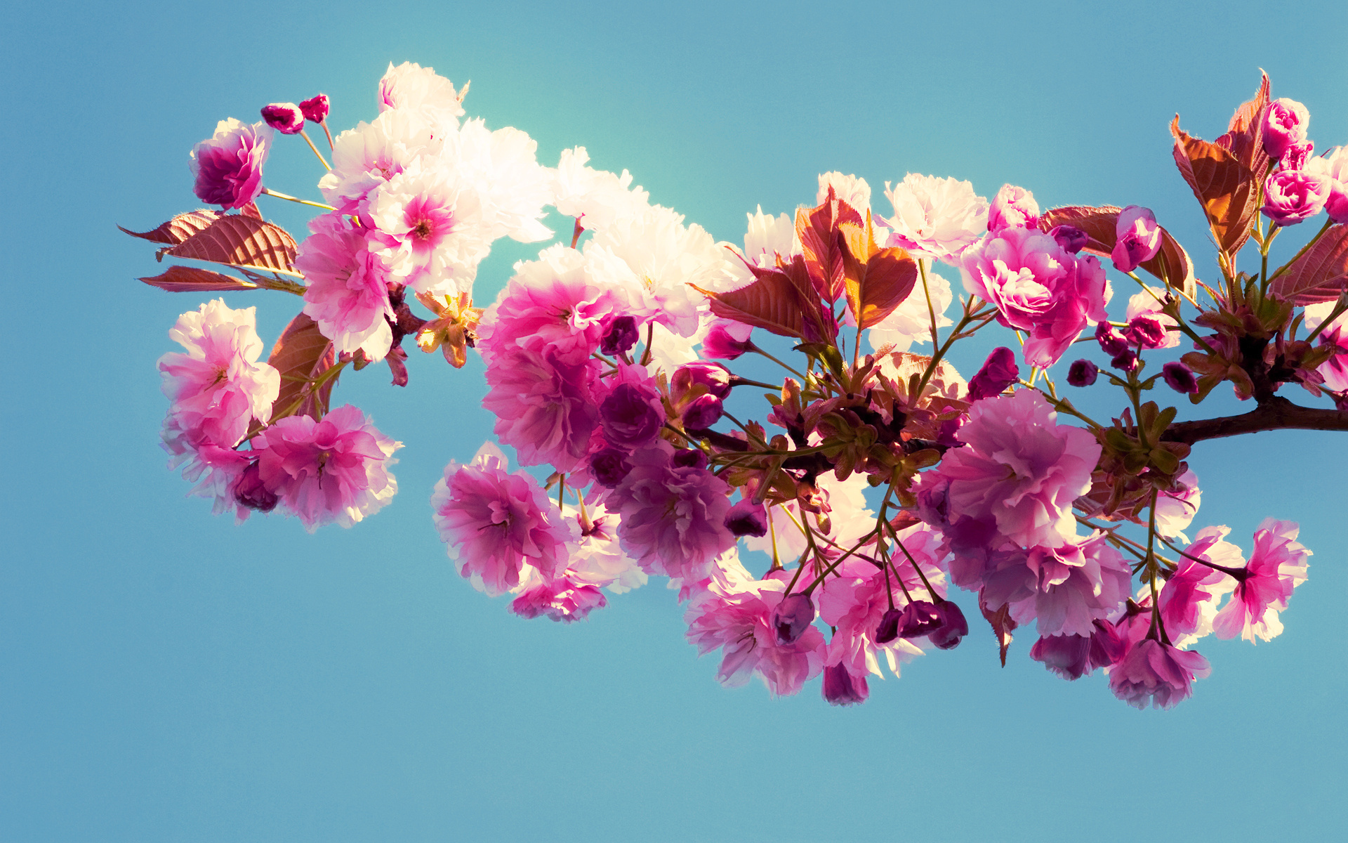 Download Nature Blossom HD Wallpaper