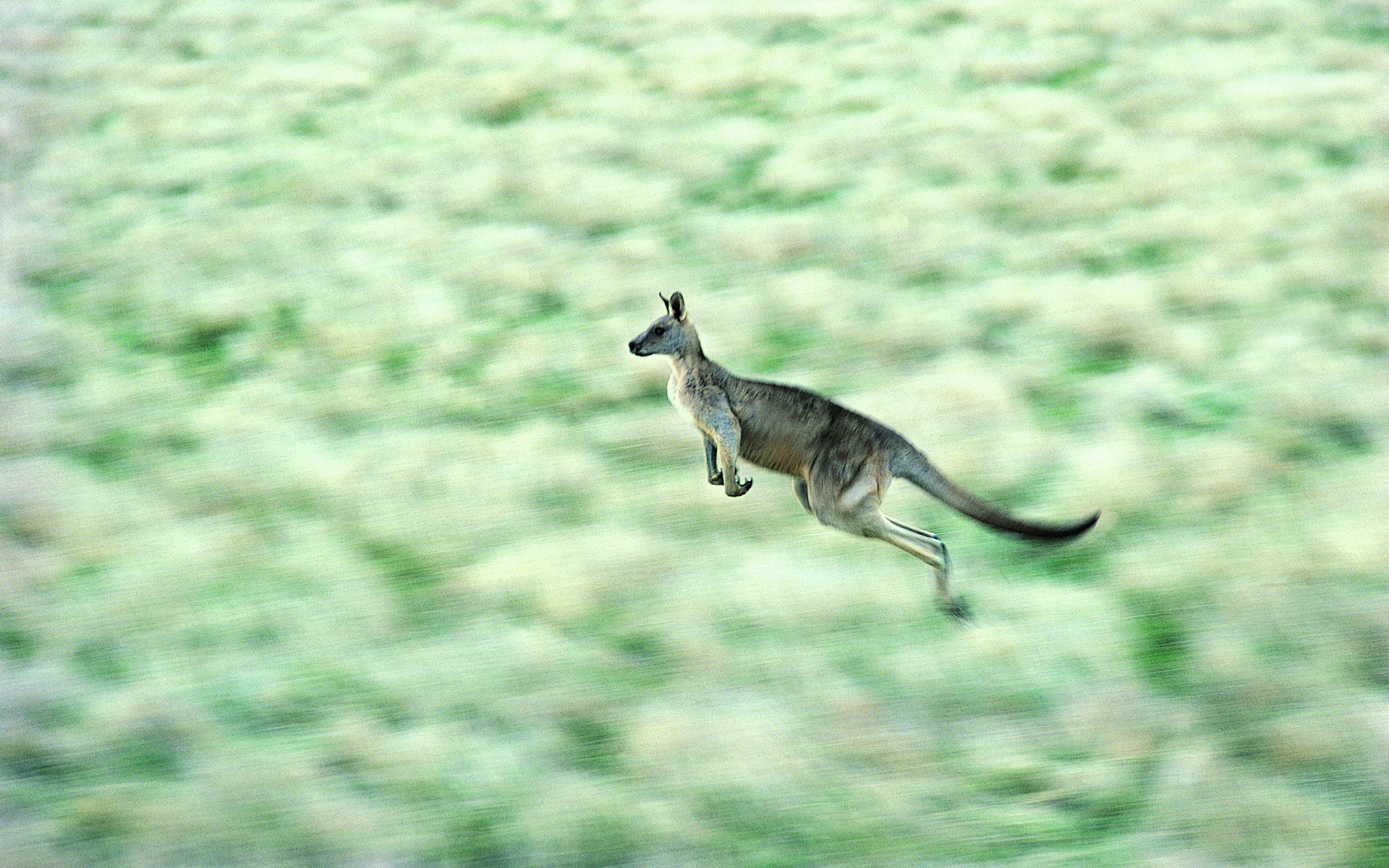 Animal Kangaroo HD Wallpaper | Background Image