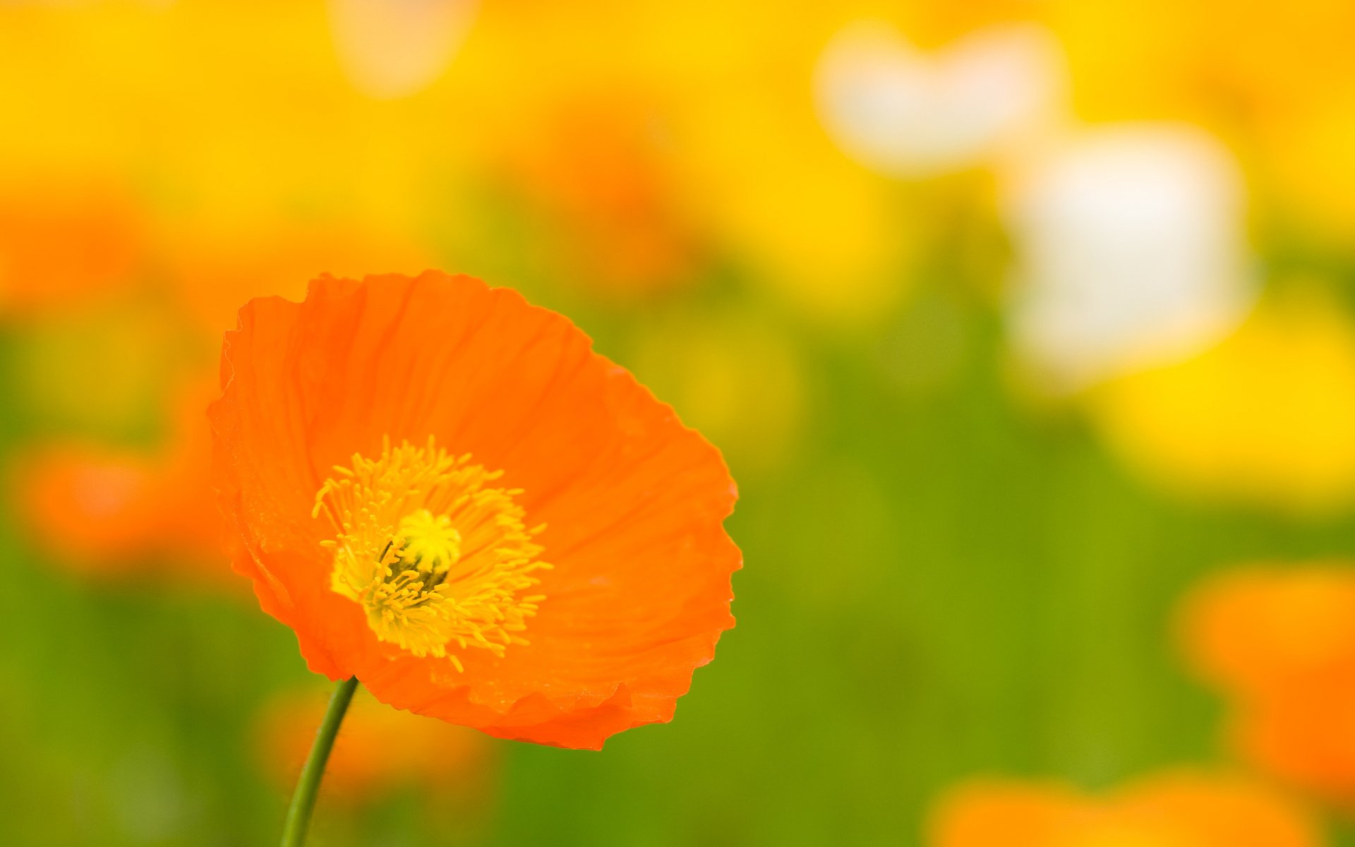 Download Nature Poppy HD Wallpaper