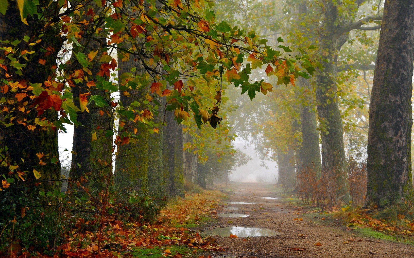HD PC desktop wallpaper and background: misty tree-lined path in fall, colorful leaves and puddles on a quiet dirt trail through a serene nature scene.