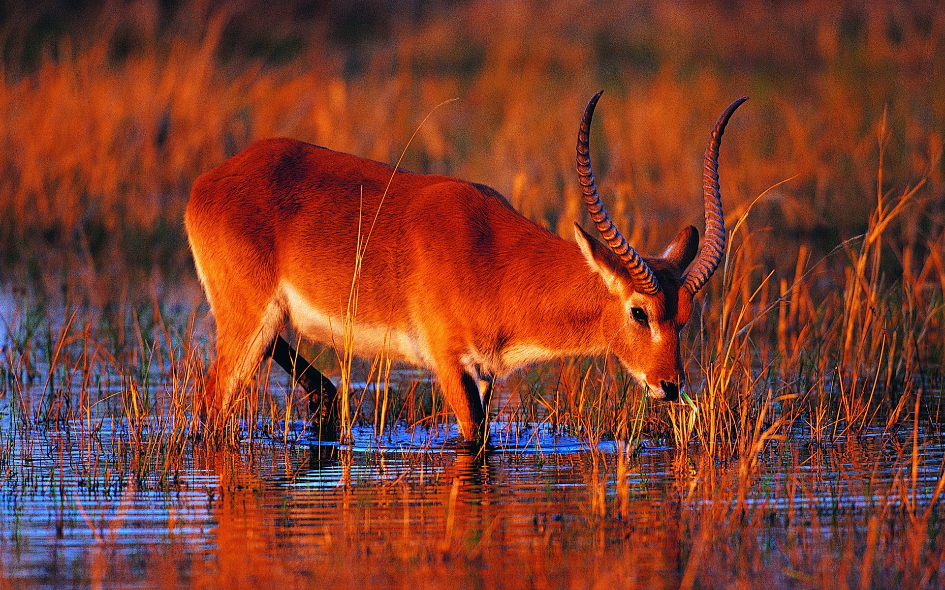 Antelope Full Hd Wallpaper And Background Image 1920x1200 Id382666