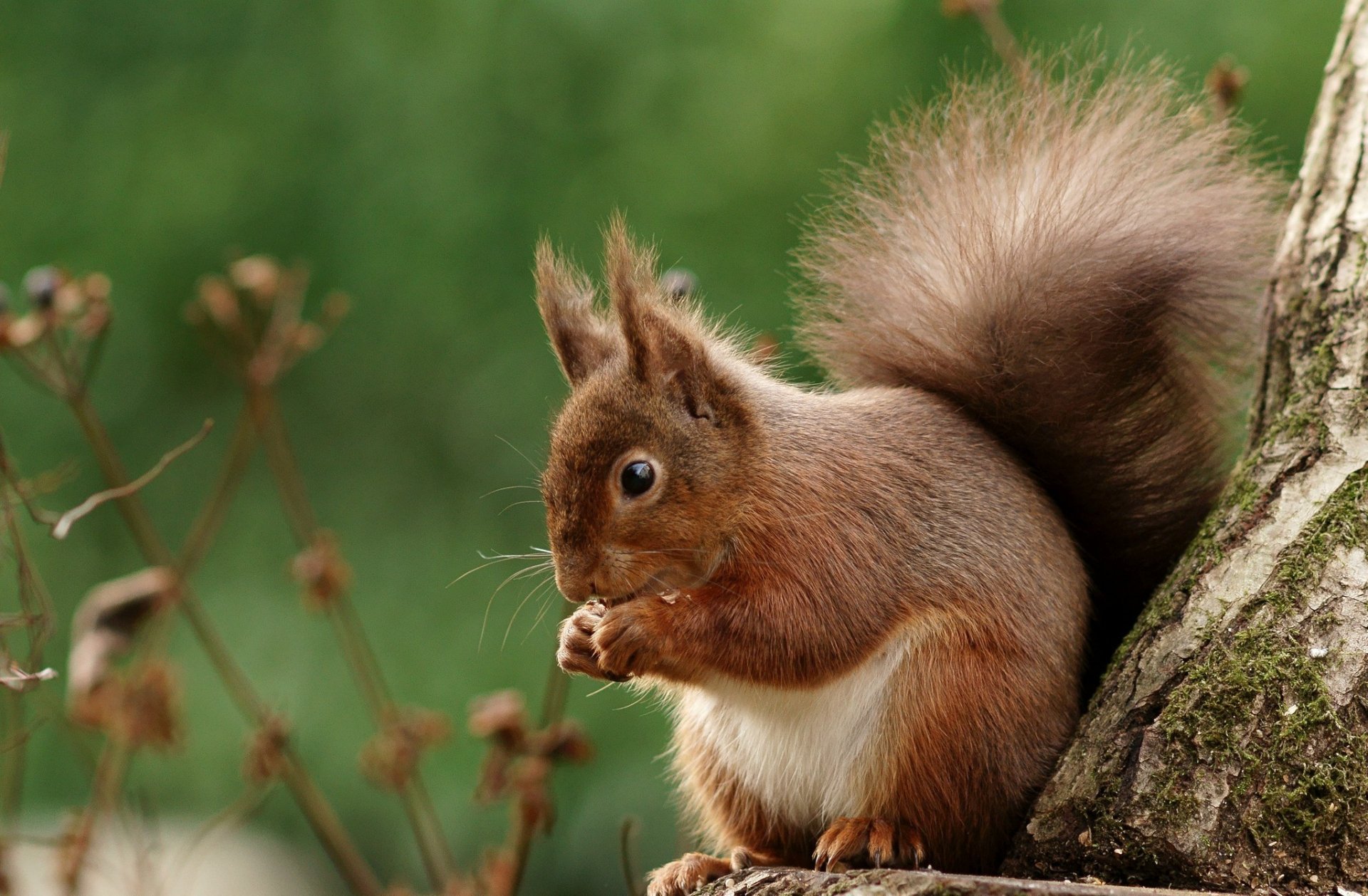 Animal Squirrel HD Wallpaper