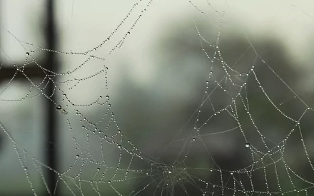 photography spider web HD Desktop Wallpaper | Background Image