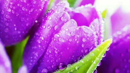 Close-up of vibrant purple tulips adorned with droplets of water, showcasing their delicate petals and lush green leaves. A stunning nature-themed HD desktop wallpaper.