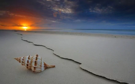 HD nature desktop wallpaper featuring a textured shell resting on smooth sand under a dramatic sunset sky along the shoreline.