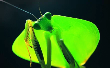 Animal praying mantis HD Desktop Wallpaper | Background Image