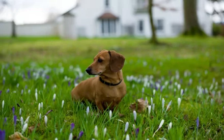 Animal dachshund HD Desktop Wallpaper | Background Image