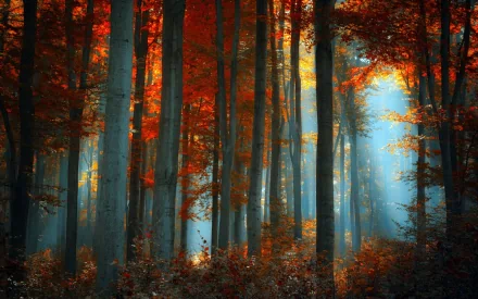 A vibrant autumn forest with tall trees under soft sunlight filtering through colorful leaves, creating a serene backdrop for HD desktop wallpaper.