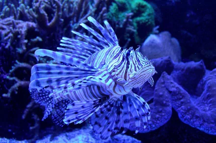 fish Animal lionfish HD Desktop Wallpaper | Background Image