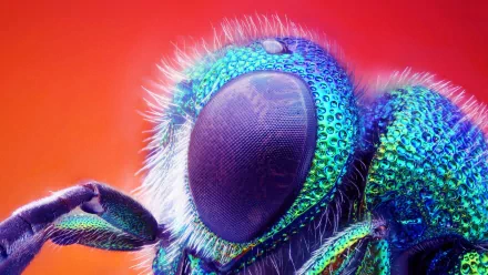 Animal insect HD Desktop Wallpaper | Background Image