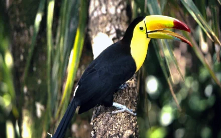 HD PC desktop wallpaper featuring a vibrant toucan perched on a tree branch against a blurred tropical background.
