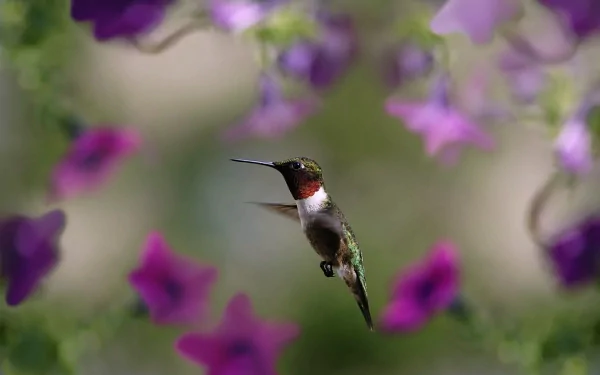 A vibrant hummingbird hovers mid-air among blurred purple flowers, captured in stunning 4K Ultra HD detail as a PC desktop wallpaper and background.