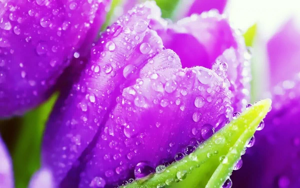 Close-up of vibrant purple tulips adorned with droplets of water, showcasing their delicate petals and lush green leaves. A stunning nature-themed HD desktop wallpaper.