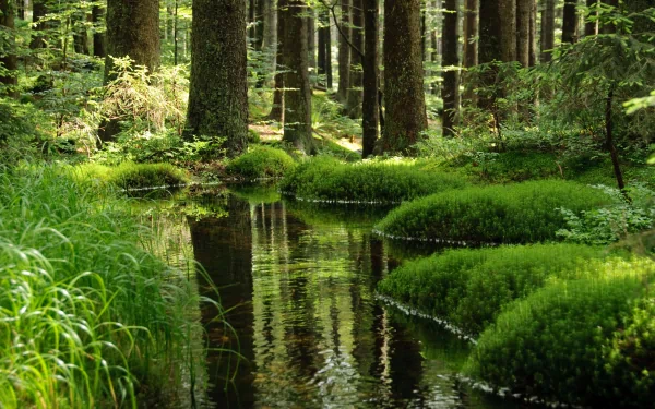 4K Ultra HD desktop wallpaper showcasing a serene forest scene with lush green moss, tall trees, and a reflective stream flowing through the tranquil natural setting.