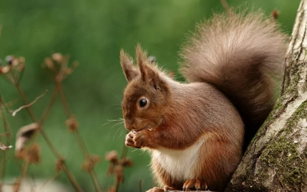 Animal squirrel HD Desktop Wallpaper | Background Image