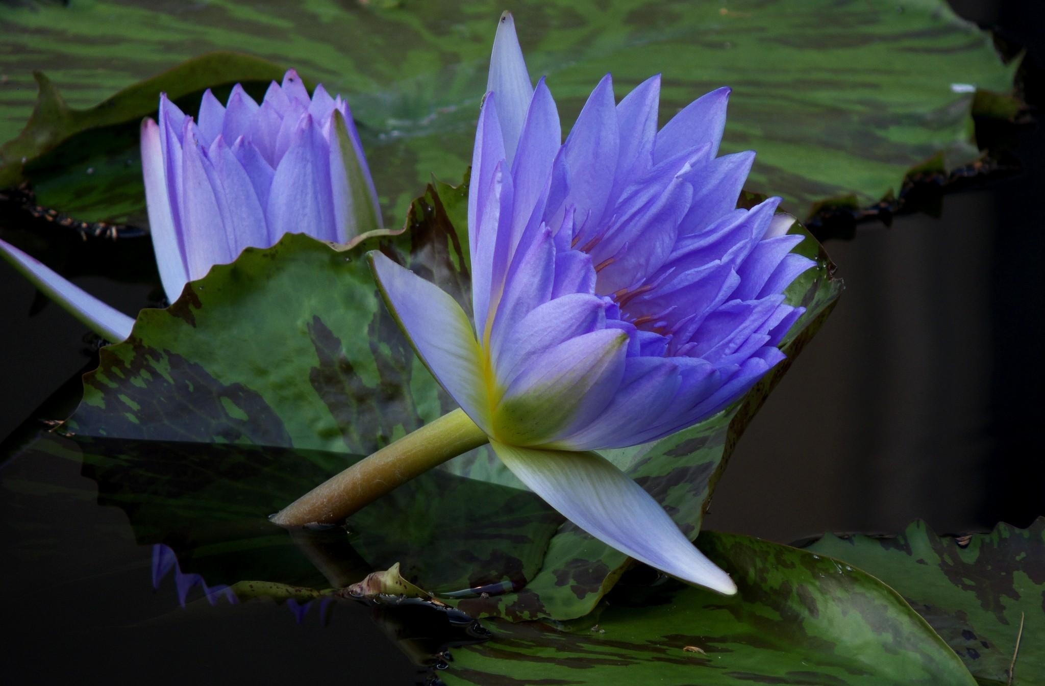 Nature Water Lily HD Wallpaper