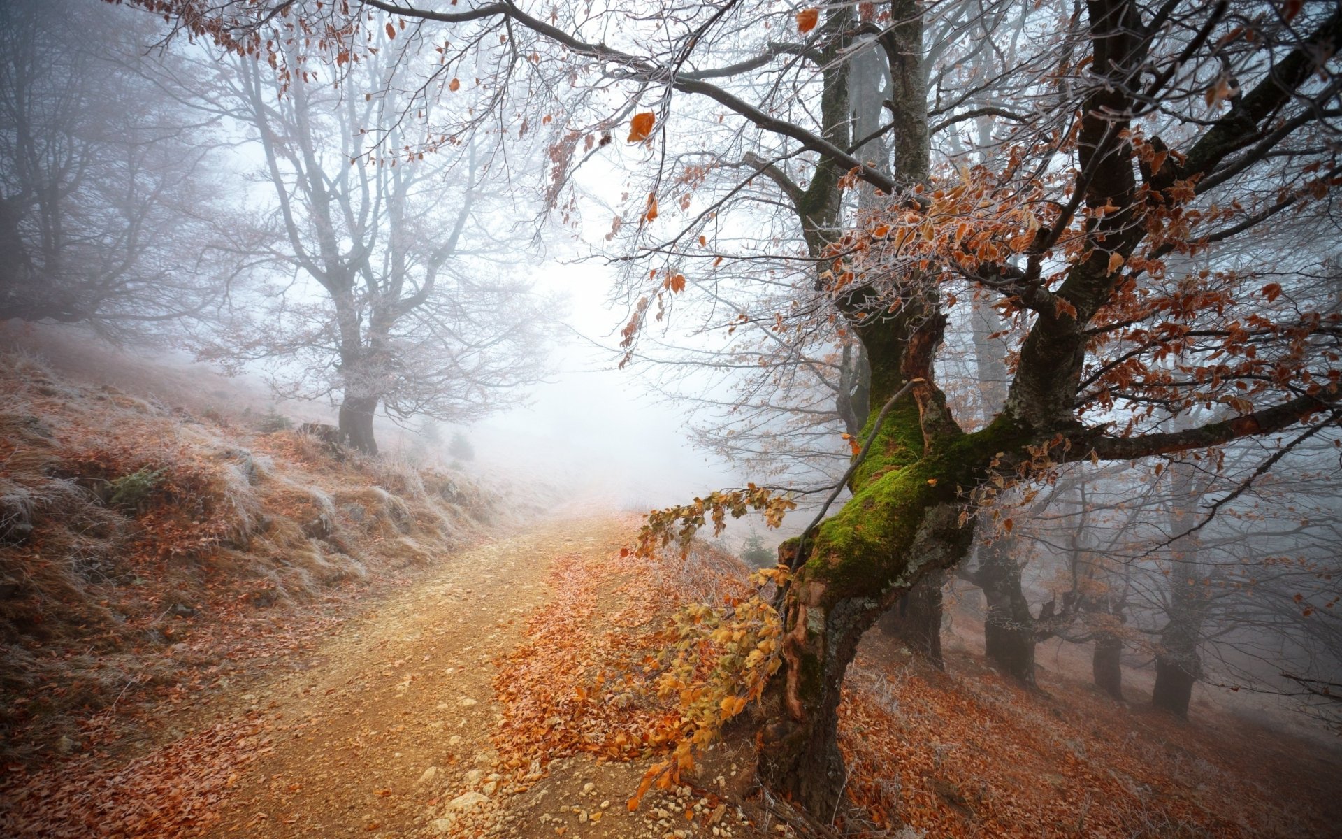 Fog-Kissed Woodland Path — 2K Quad HD Nature Wallpaper | 2560x1600 ...
