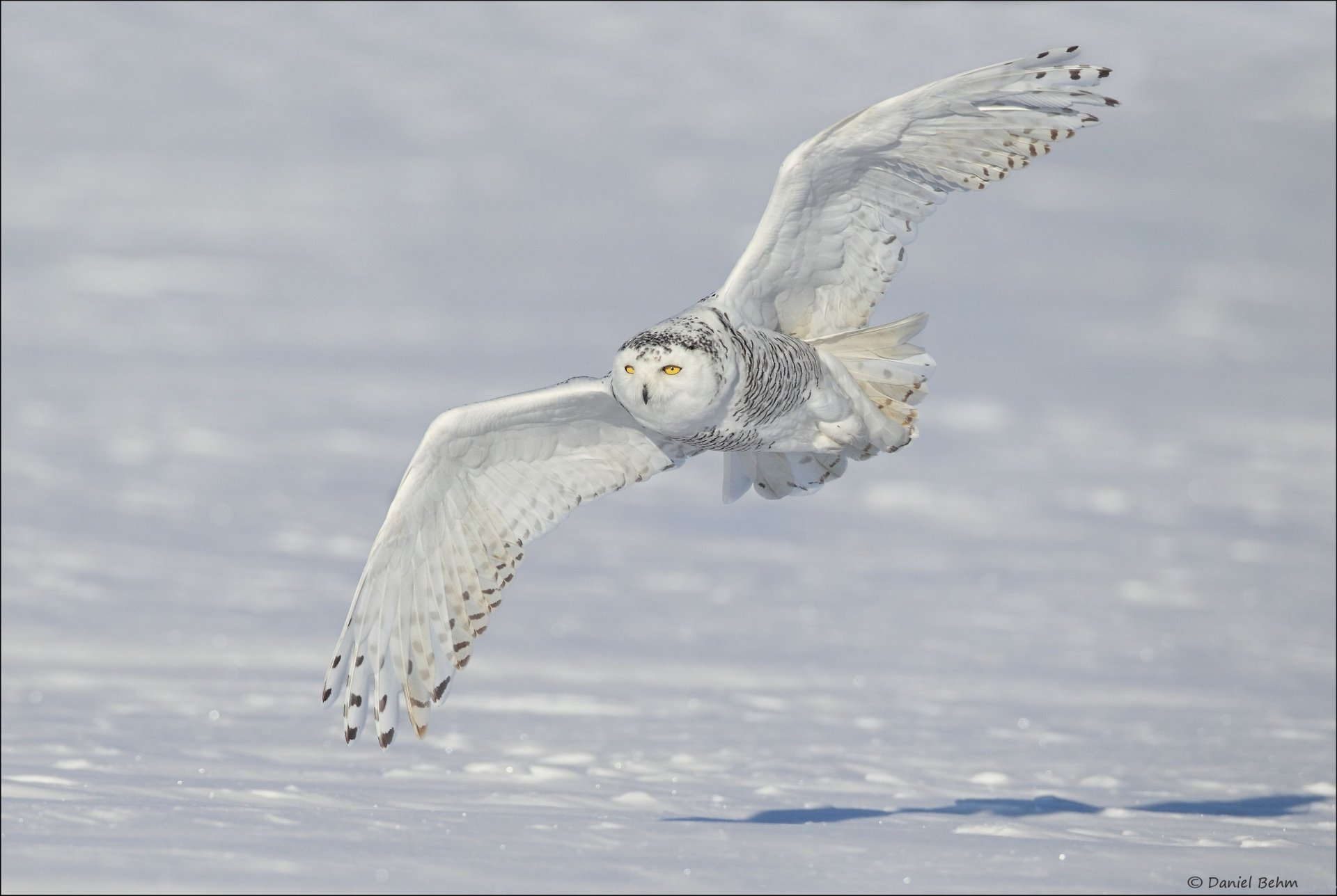HD desktop wallpaper of a snowy owl in mid-flight over a snowy landscape, showcasing the bird’s detailed white and black plumage.