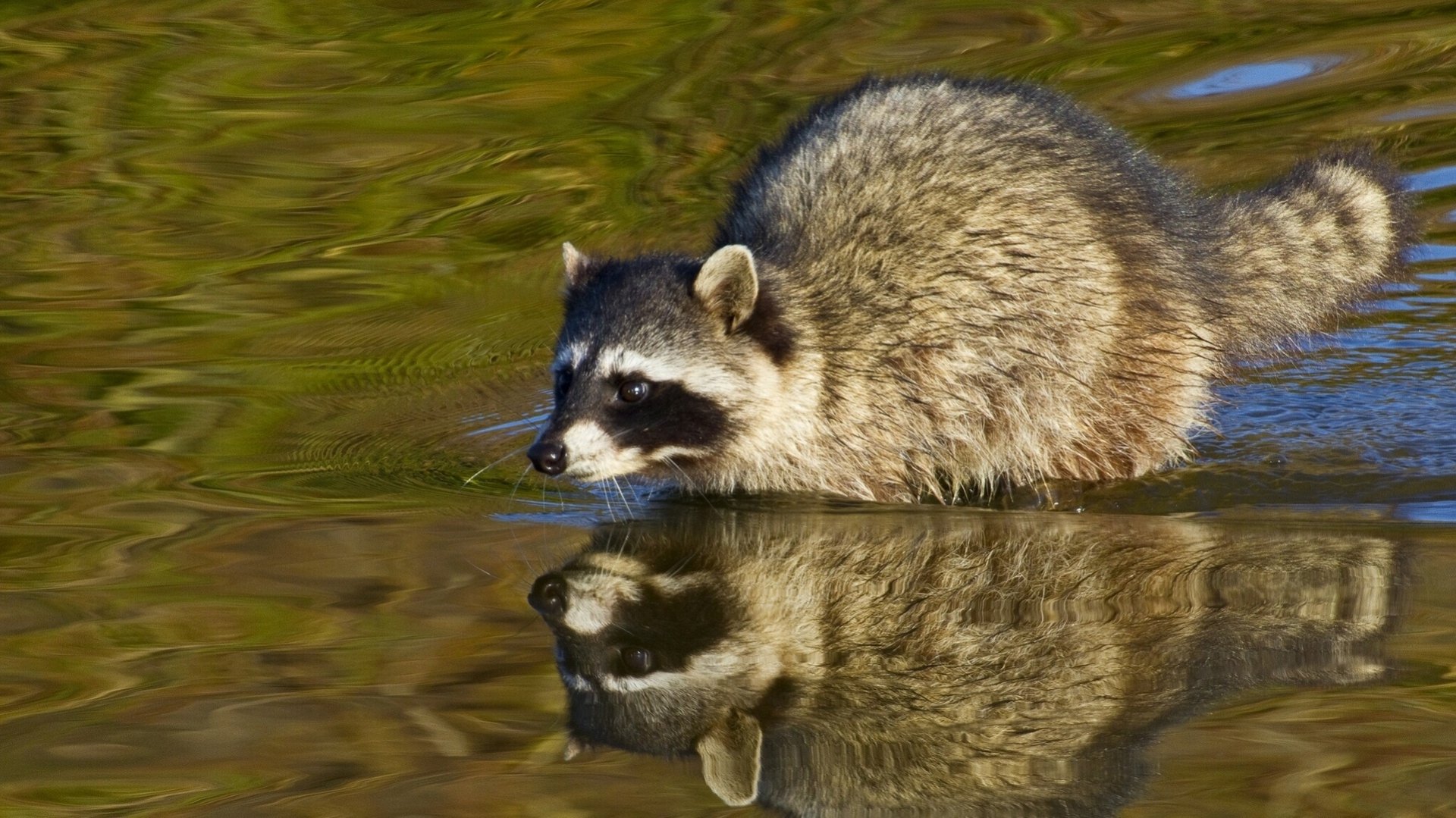 Raccoon Full HD Wallpaper and Background Image | 1921x1080