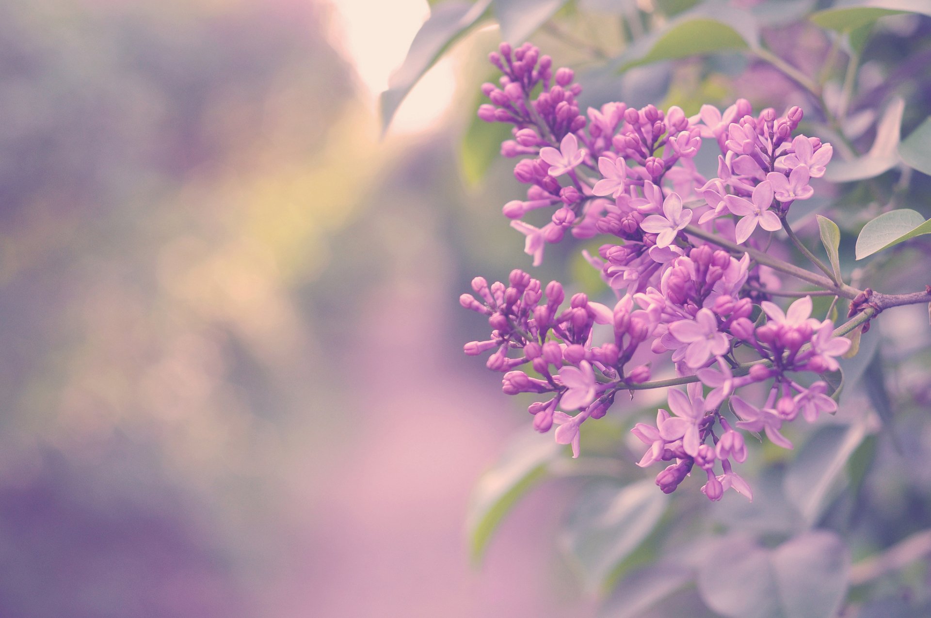 A close-up of vibrant purple blossoms against a soft, blurred background, capturing the beauty of nature. This HD image serves as a lovely desktop wallpaper.
