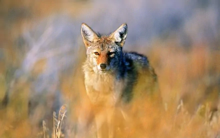 HD PC desktop wallpaper of an animal jackal standing in sunlit tall grass, warm tones and a soft-focus background.