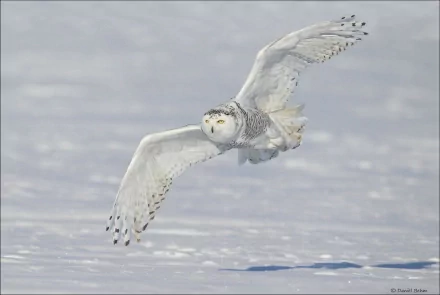 HD desktop wallpaper of a snowy owl in mid-flight over a snowy landscape, showcasing the bird’s detailed white and black plumage.