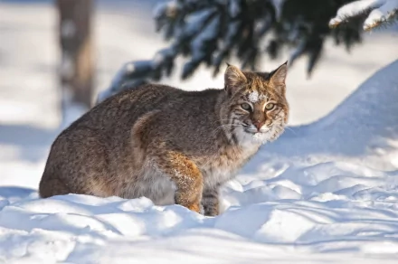 lynx snow winter Animal bobcat HD Desktop Wallpaper | Background Image