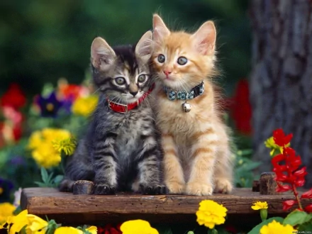 Two adorable kittens, one grey and one orange, sit on a wooden bench surrounded by colorful flowers in this HD desktop wallpaper and background.