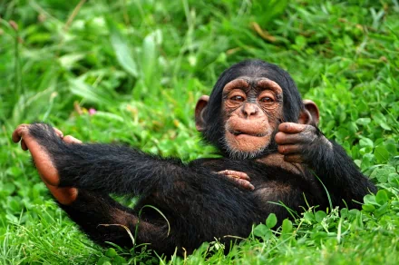 A smiling baby chimpanzee lies on green grass with a playful pose, creating a funny and charming 4K Ultra HD desktop wallpaper background.
