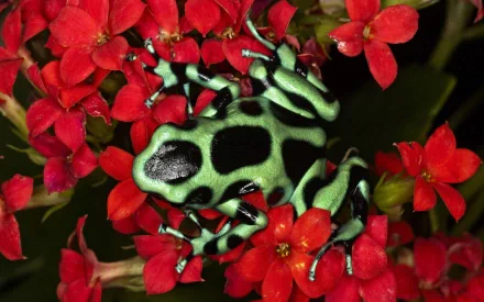 A striking poison dart frog rests on vibrant red flowers, showcasing its distinctive green and black pattern, making for an eye-catching HD desktop wallpaper and background.