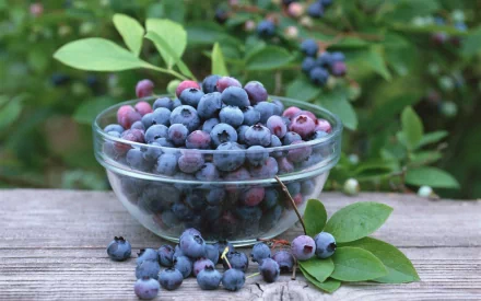 Glass bowl overflowing with fresh blueberries on a weathered wooden table, green leaves and blurred berry bushes behind — 2K Quad HD PC desktop wallpaper and background.