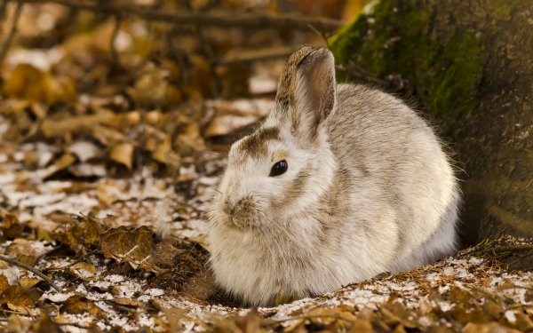 Animal Hare HD Wallpaper | Background Image