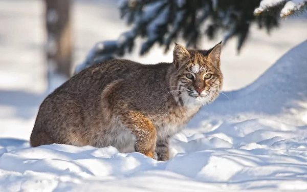HD desktop wallpaper of a lynx bobcat resting in snowy winter landscape, showcasing the animal’s thick fur and piercing eyes.