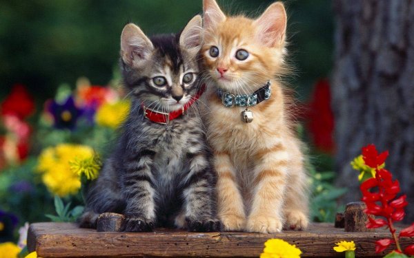 Animales Gato Gatos Kitten Lindo Fondo de pantalla HD | Fondo de Escritorio