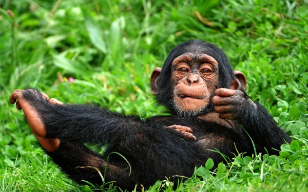 A smiling baby chimpanzee lies on green grass with a playful pose, creating a funny and charming 4K Ultra HD desktop wallpaper background.