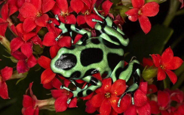 A striking poison dart frog rests on vibrant red flowers, showcasing its distinctive green and black pattern, making for an eye-catching HD desktop wallpaper and background.