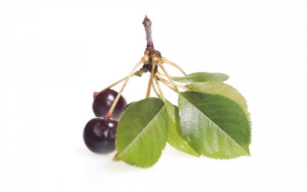 Food Cherry Fruits HD Wallpaper | Background Image