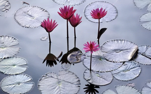 Nature HD PC desktop wallpaper and background: pink water lilies rising above silvery lily pads on calm reflective water.