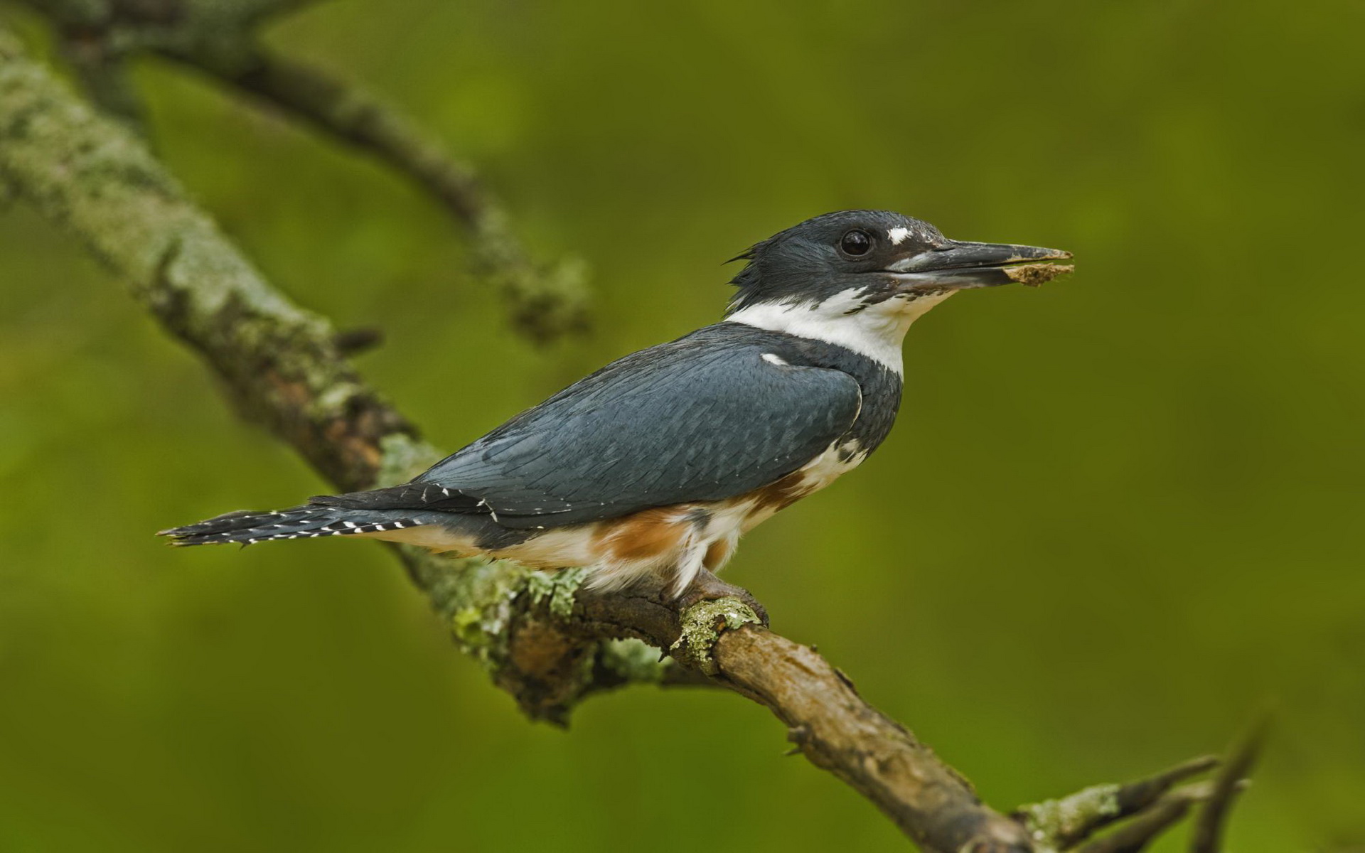 Animal Belted kingfisher HD Wallpaper | Background Image