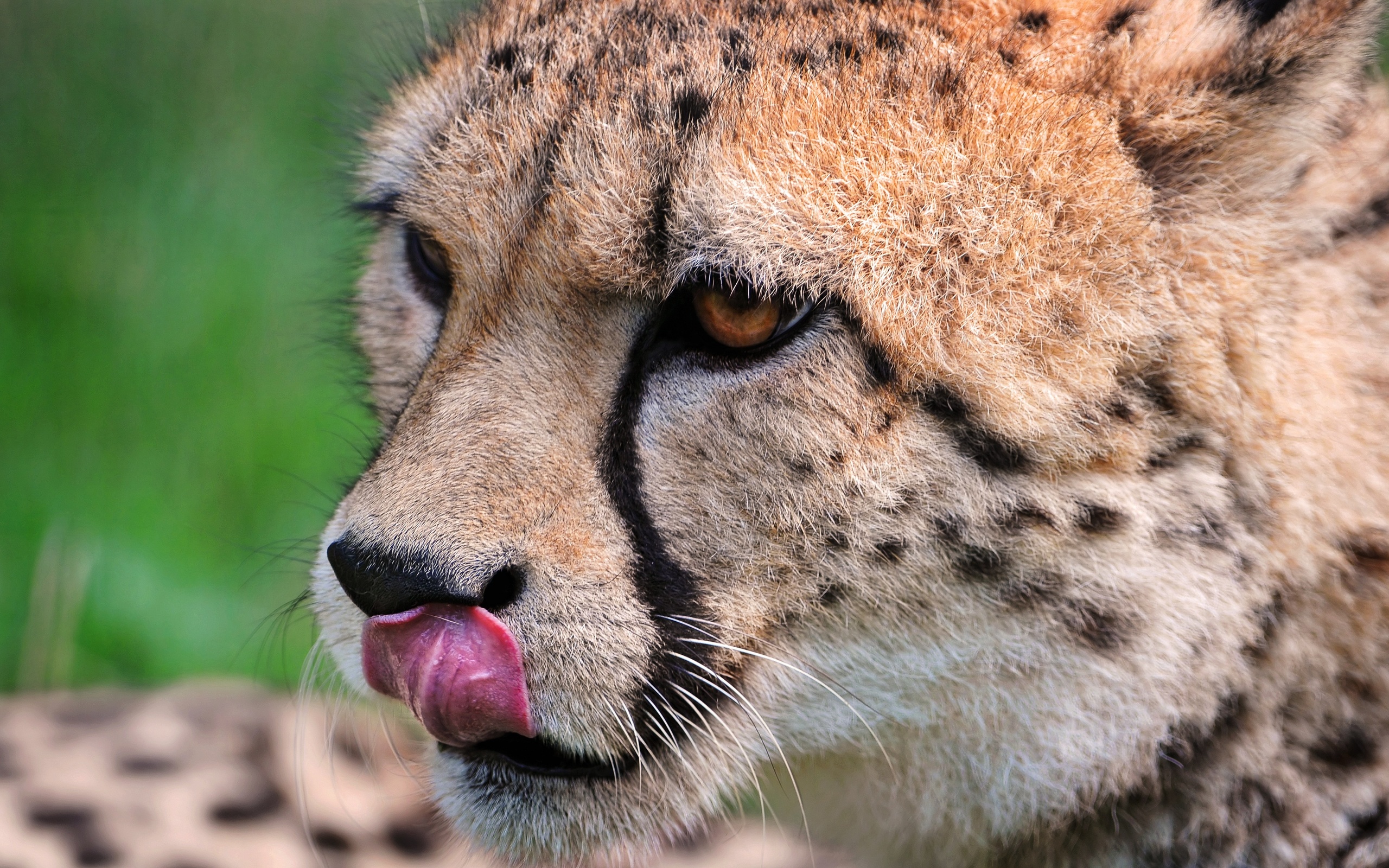Download Animal Cheetah HD Wallpaper
