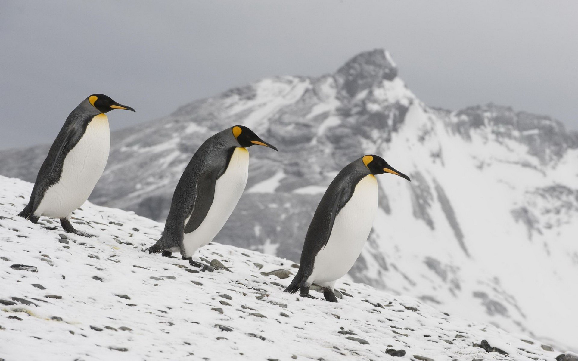 HD PC desktop wallpaper of three emperor penguins walking along a snowy ridge with jagged, snow-covered mountains under a pale gray sky.