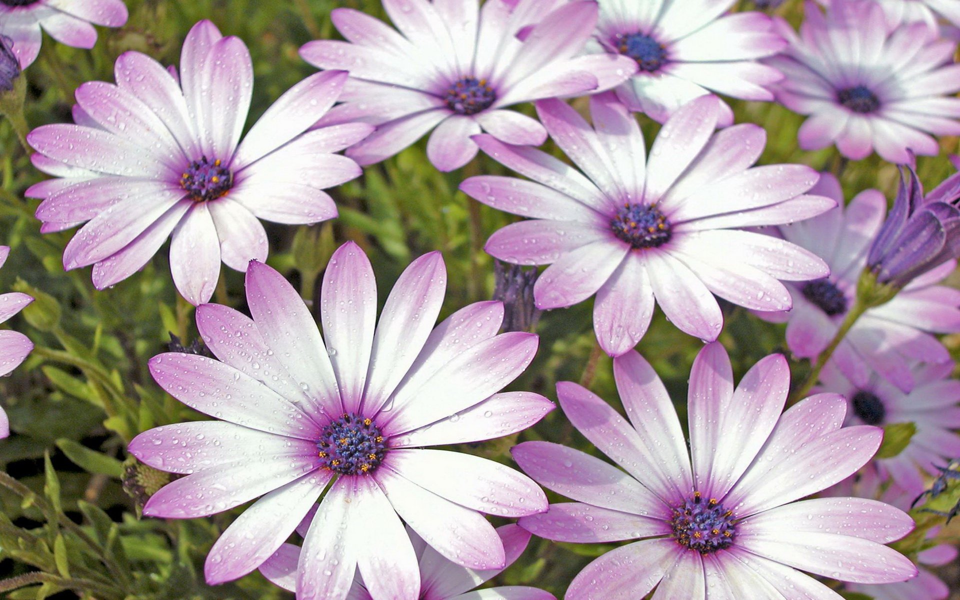 Download Nature Daisy HD Wallpaper | 1920x1200 | Wallpaper Abyss