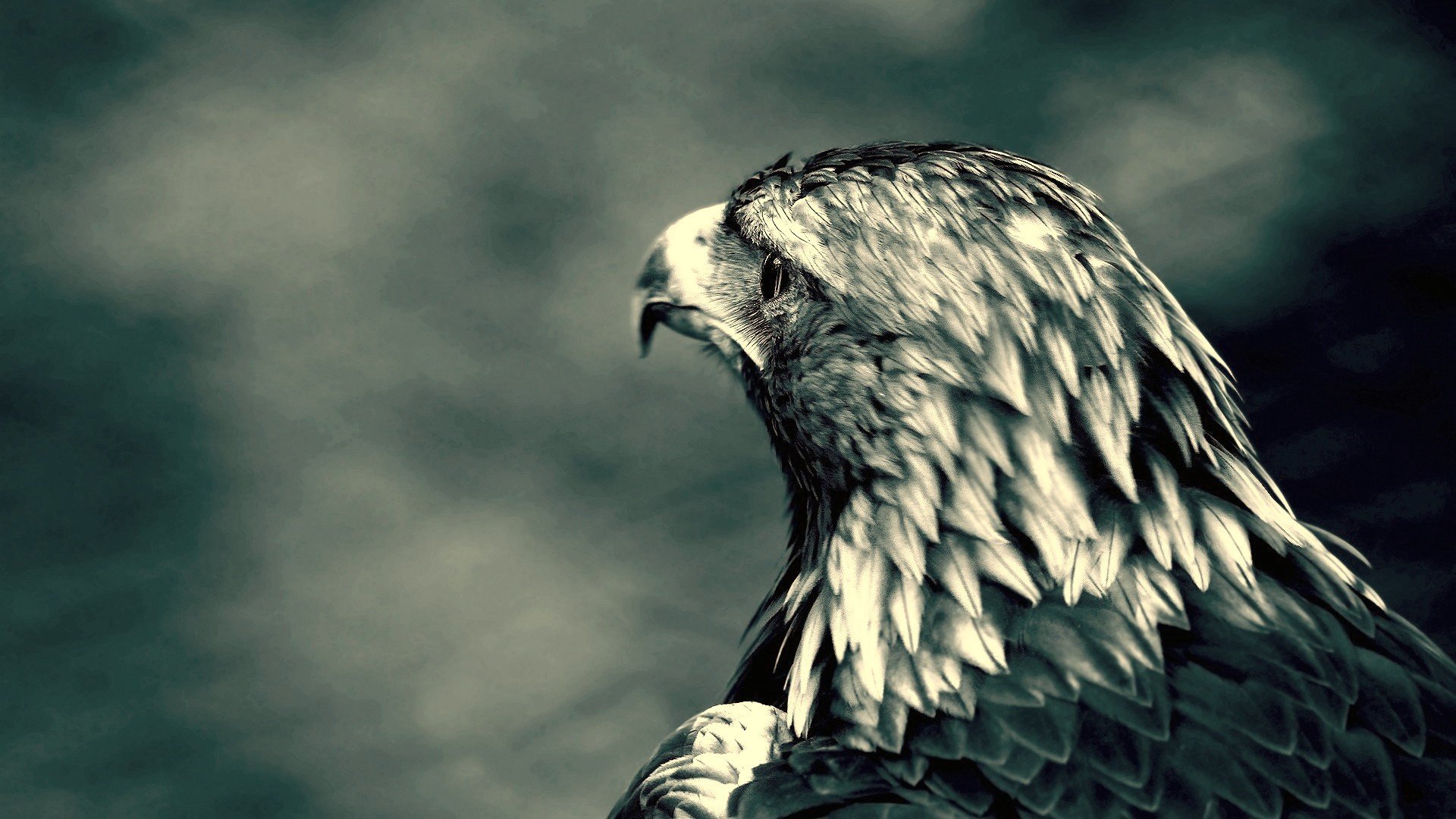 Download Animal Eagle HD Wallpaper