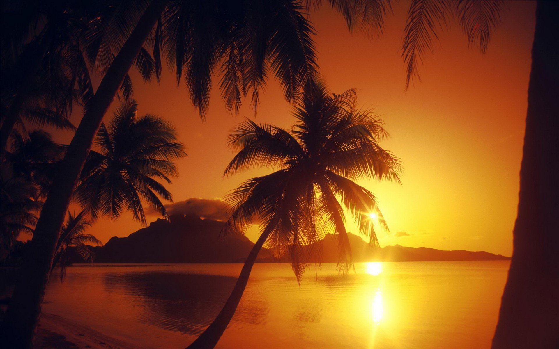 HD PC desktop wallpaper showcasing a serene sunset with palm trees silhouetted against a glowing orange sky over calm water in a nature setting.