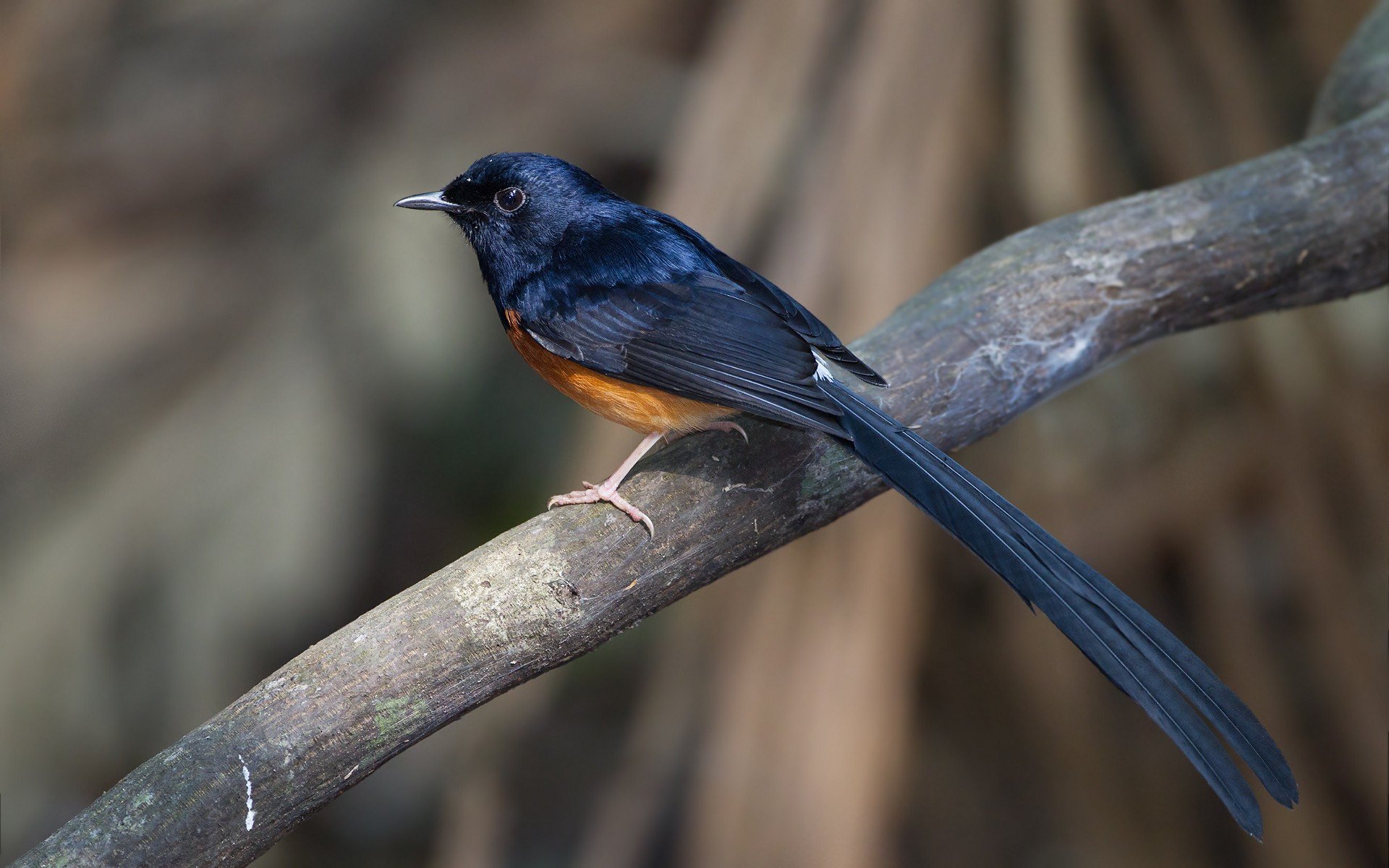 HD desktop wallpaper featuring a white-rumped shama bird perched on a branch with a softly blurred natural background.