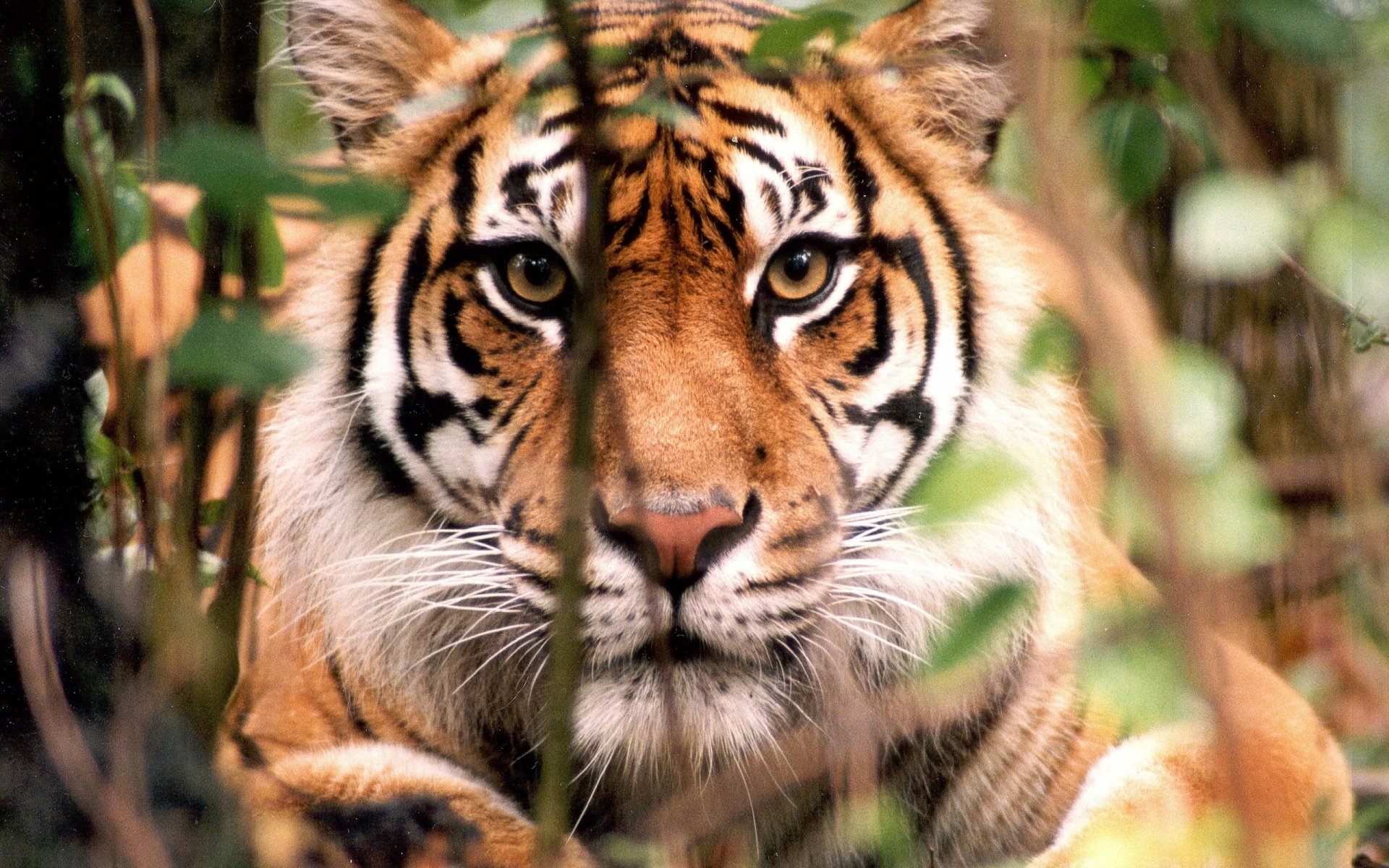 Download Animal Tiger HD Wallpaper